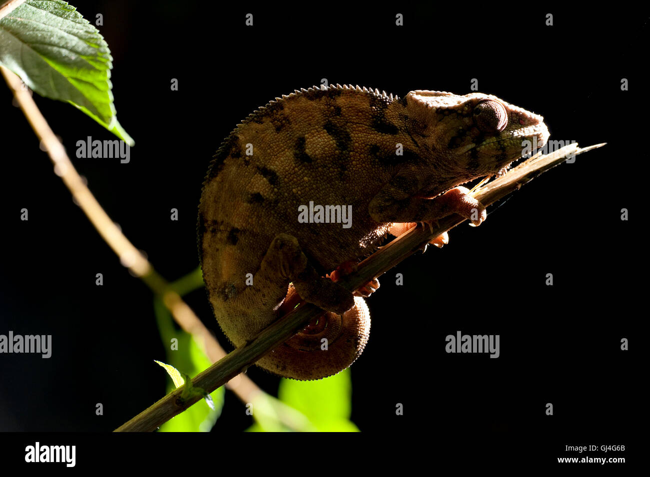 Panther chameleon Furcifer pardalis Madagascar Stock Photo