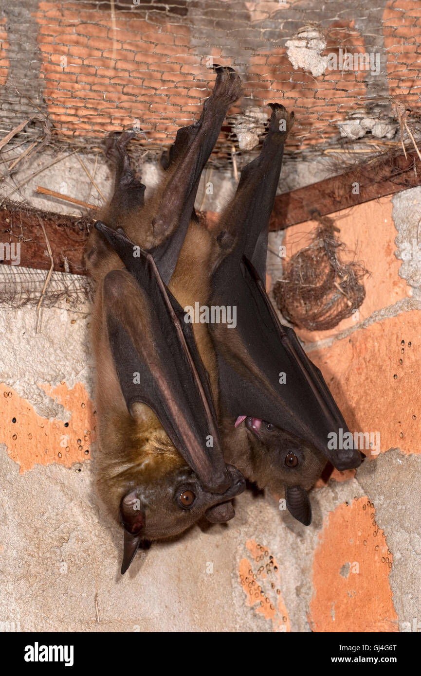 Madagascan Flying Fox Pteropus rufus Madagascar Stock Photo