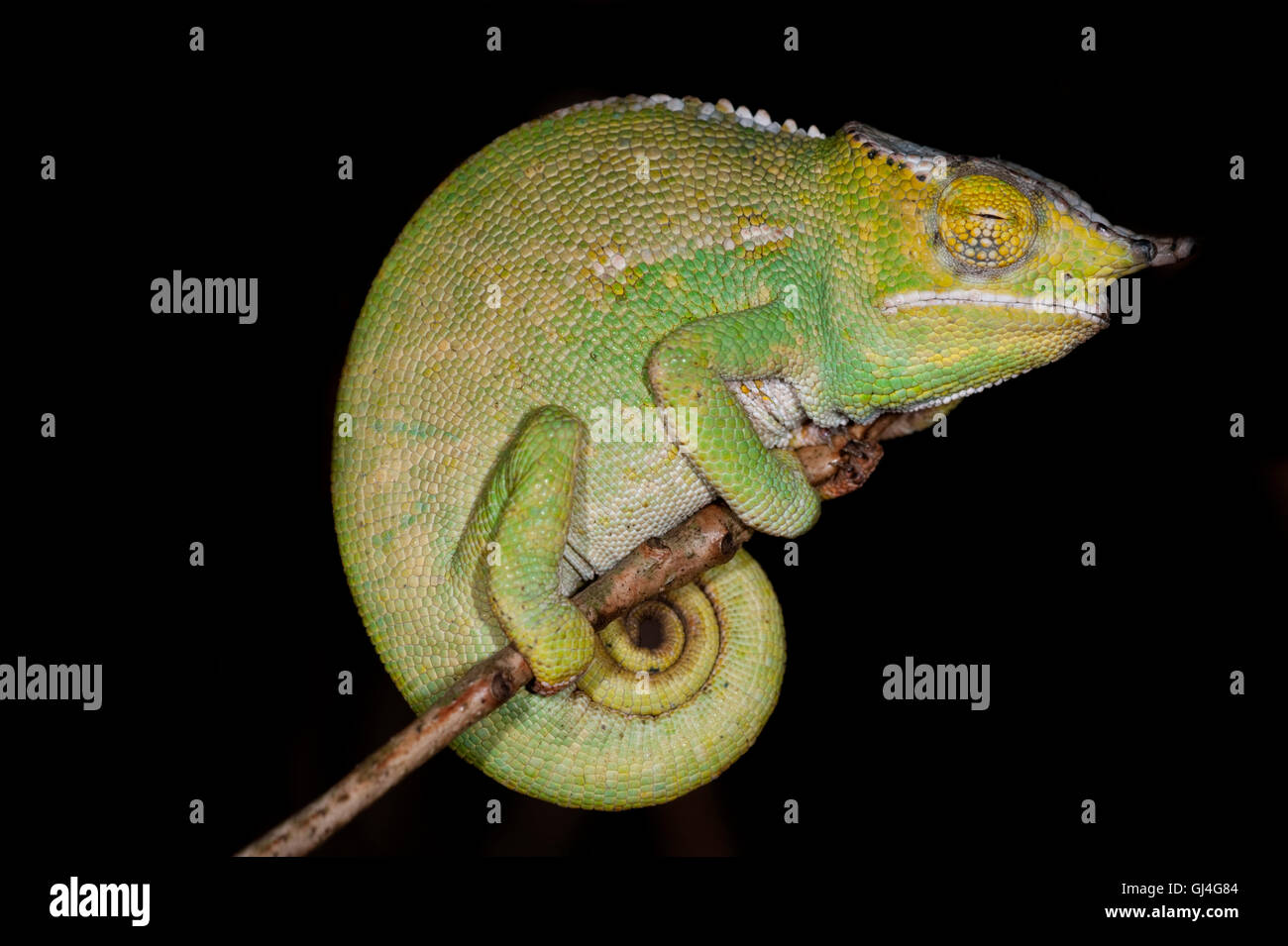 Parson's Chameleon Chamaeleo parsonii Madagascar Stock Photo