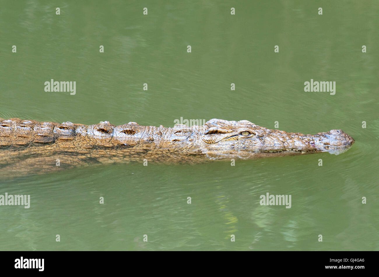 Madagascar, Near Moramanga, Mandraka, Crocodile (Crocodylus Niloticus Cp  Stock Photo - Alamy