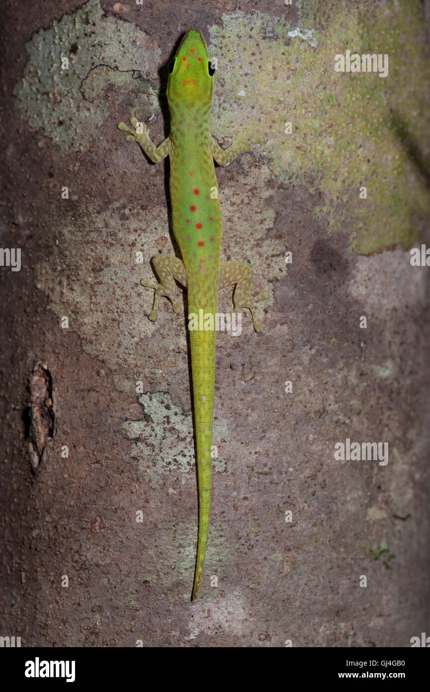 Madagascar Day Gecko Phelsuma madagascariensis Stock Photo