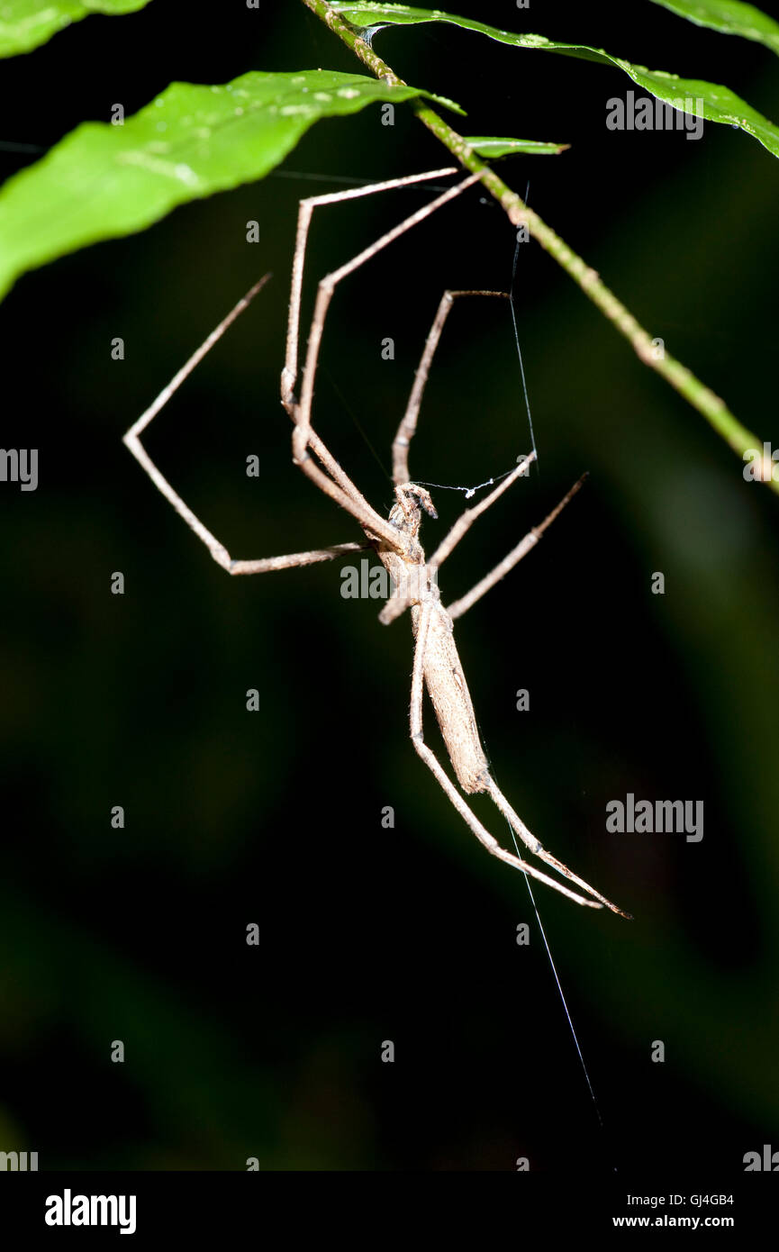 Ogre faced / Net-casting spider Deinopis sp Madagascar Stock Photo
