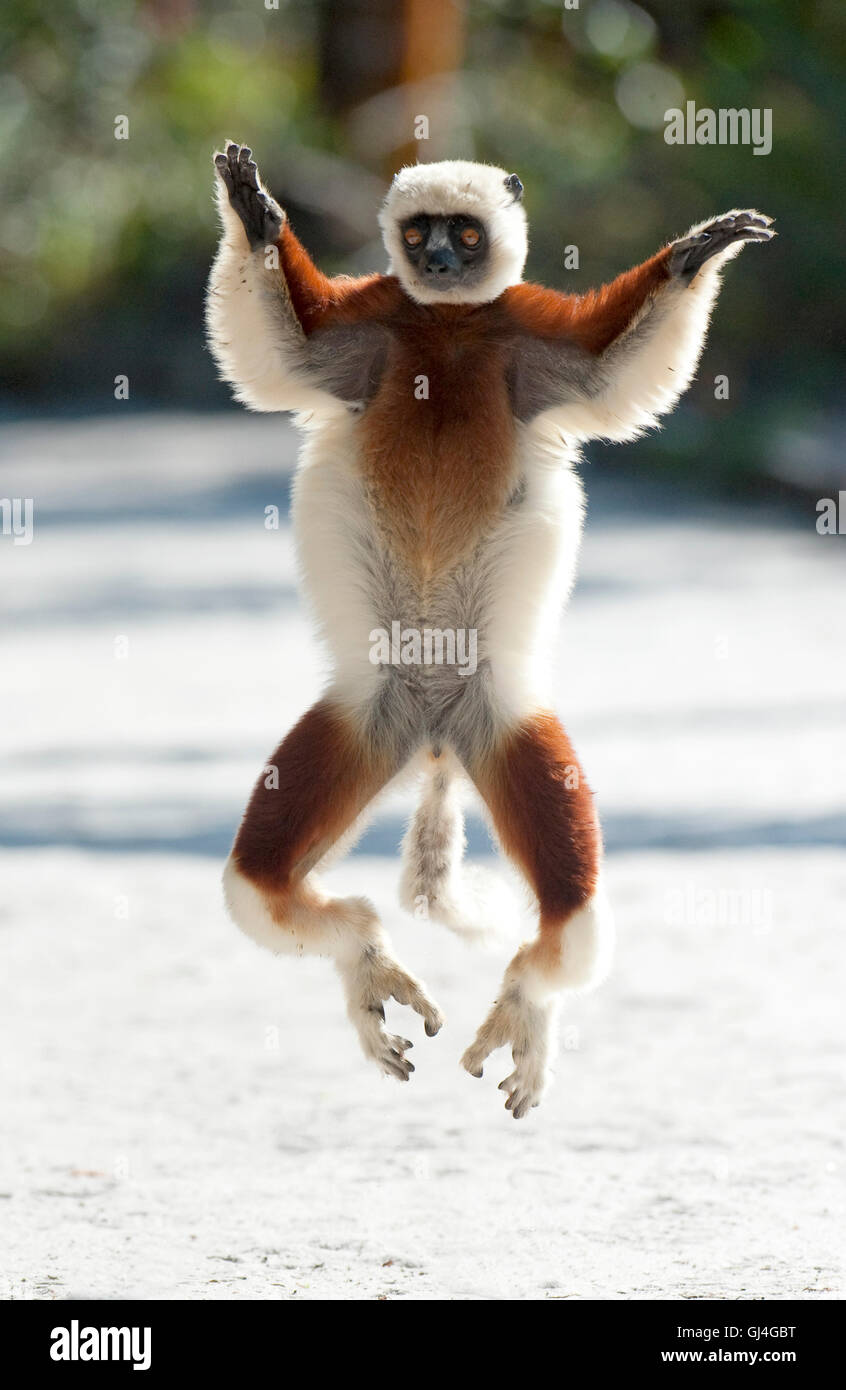 Coquerel's Sifaka Propithecus coquereli Madagascar Stock Photo Alamy