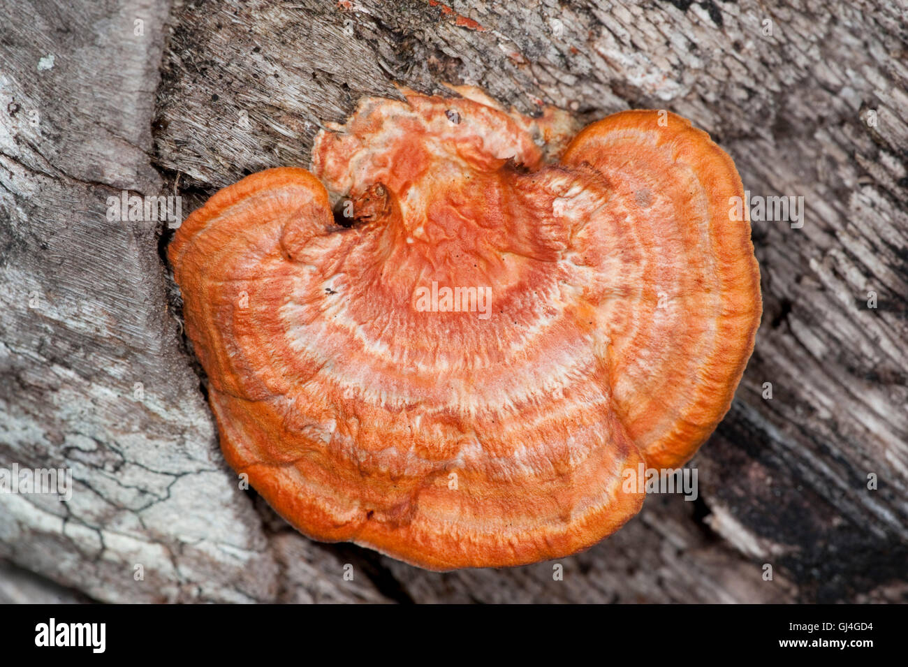 Orange Bracket Fungus Madagascar Stock Photo