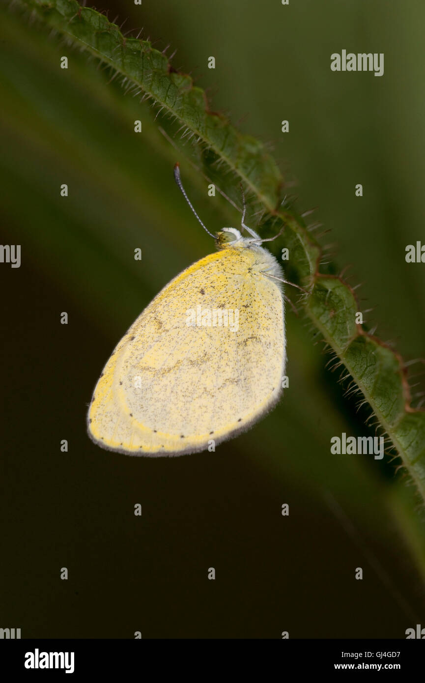 Butterfly Pieridae sp. Madagascar Stock Photo