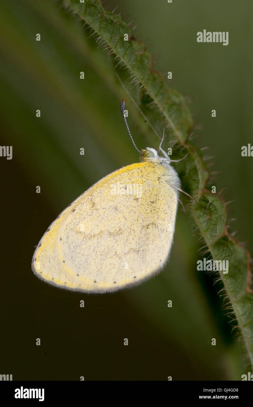 Butterfly Pieridae sp. Madagascar Stock Photo