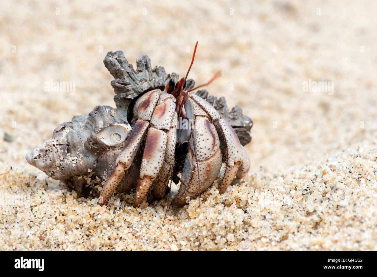 Land hermit crab Coenobita sp Madagascar Stock Photo - Alamy