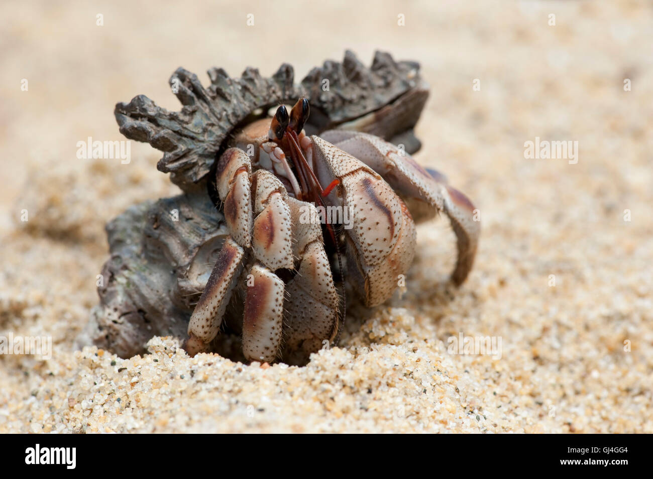 Land hermit crab coenobita hi-res stock photography and images - Alamy