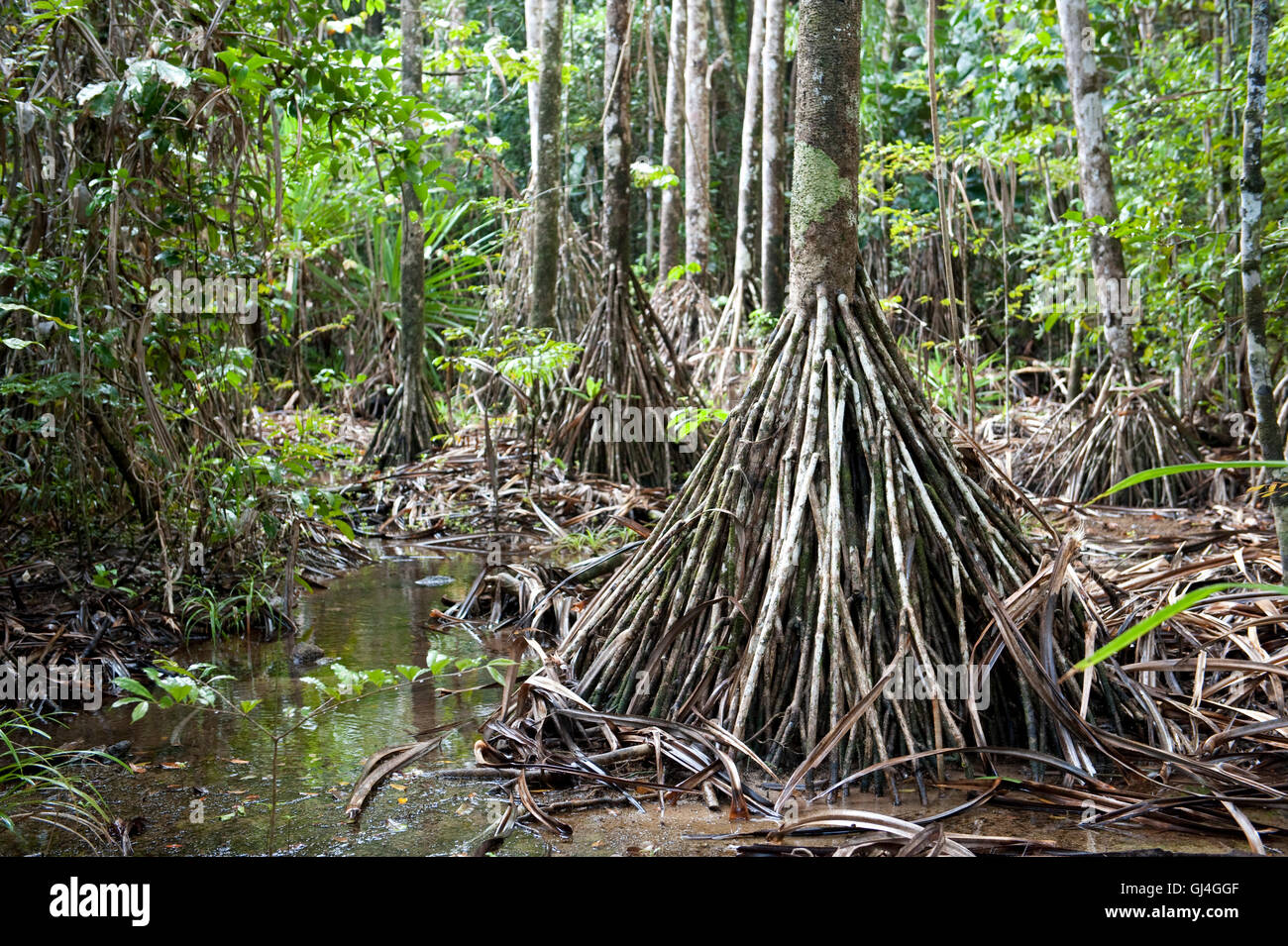 Tree Roots in Rainforest Madagascar Stock Photo