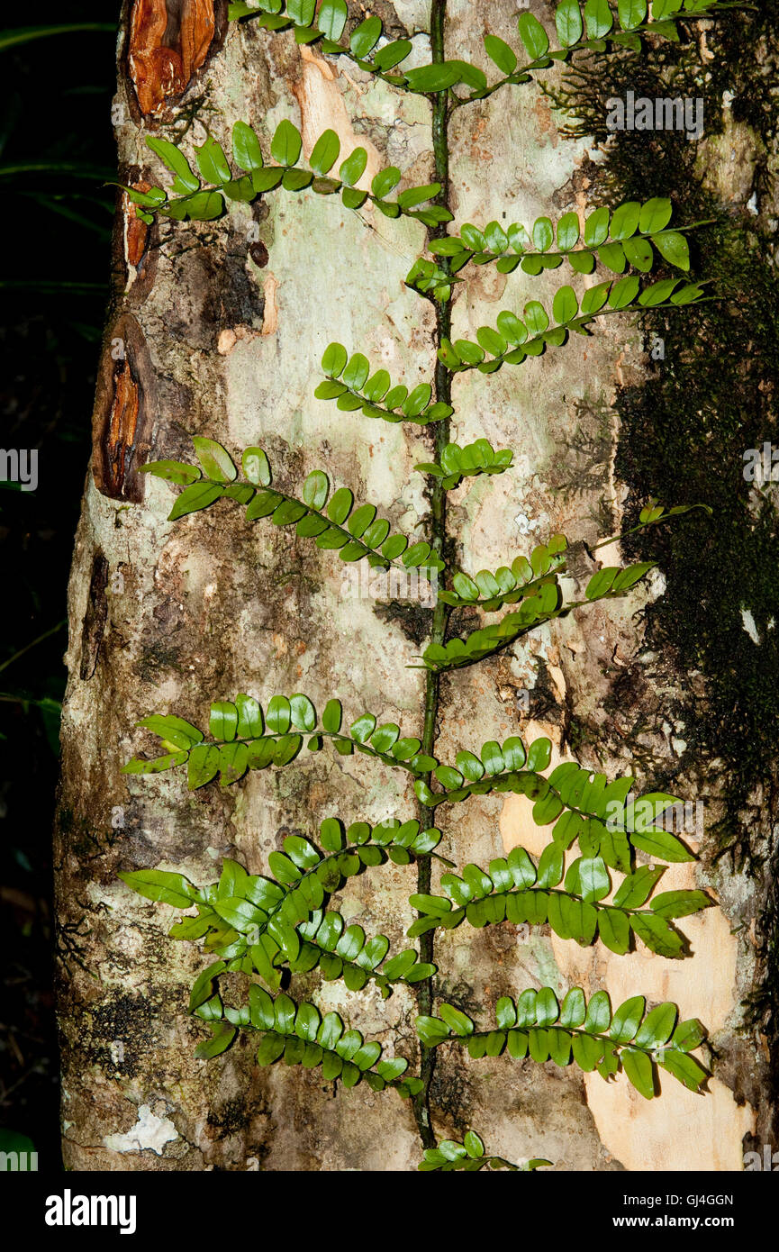 Fern growing up tree butress Madagascar Stock Photo
