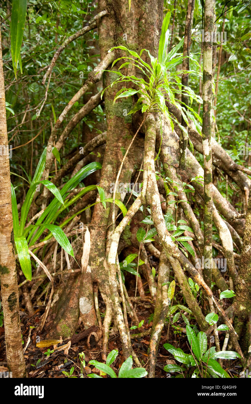 Aerial tree roots from buttress Masoala Madagascar Stock Photo