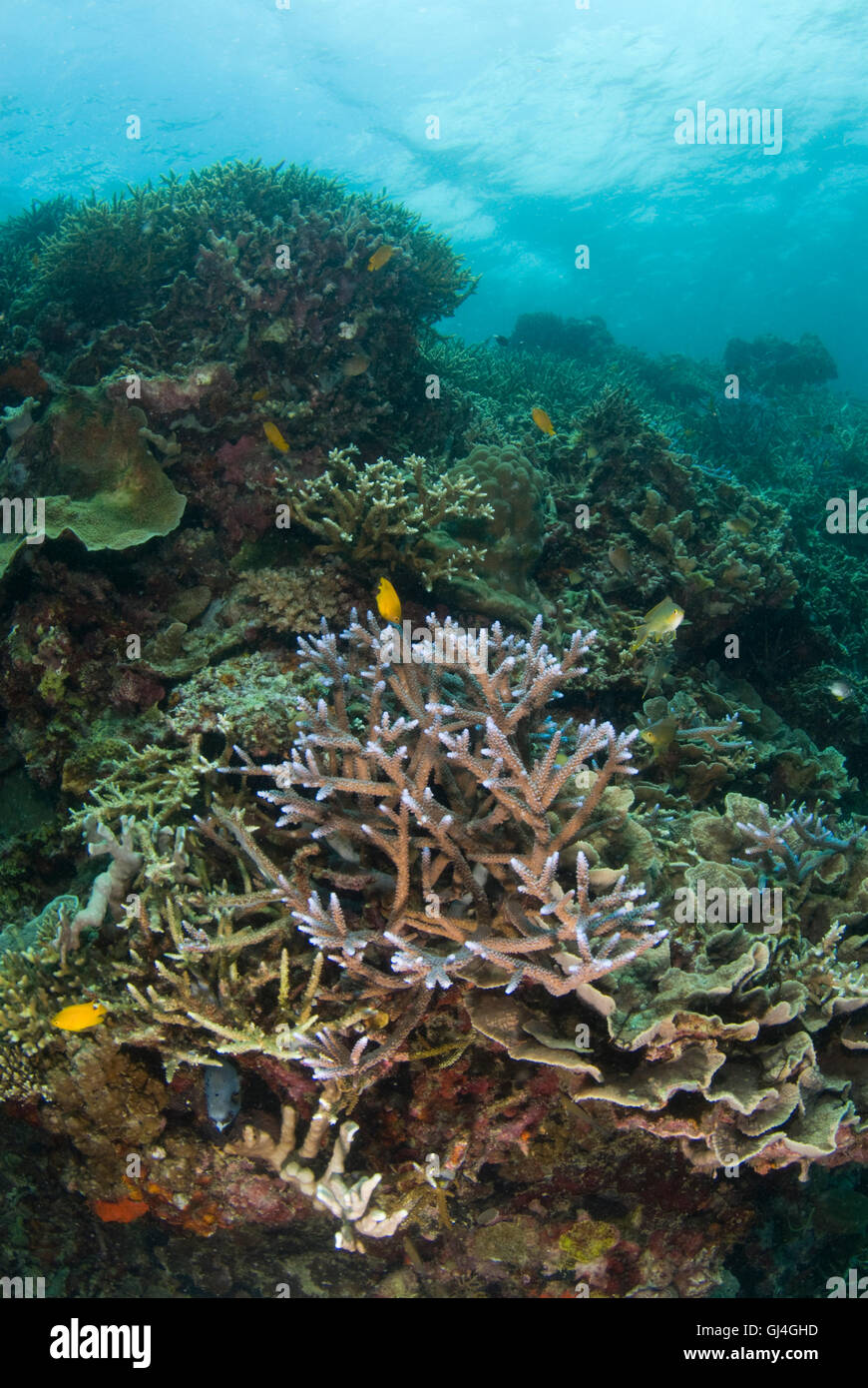 Philippine Staghorn Coral Stock Photo