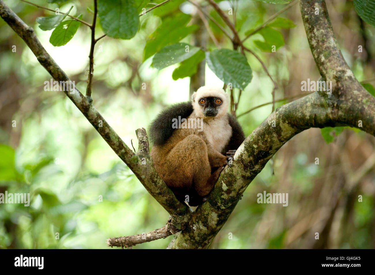 White Fronted Brown Lemur Eulemur albifrons Madagascar Stock Photo