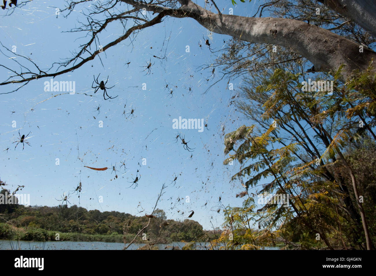 Spiders Web Tsarasaotra Park Antananarivo Stock Photo