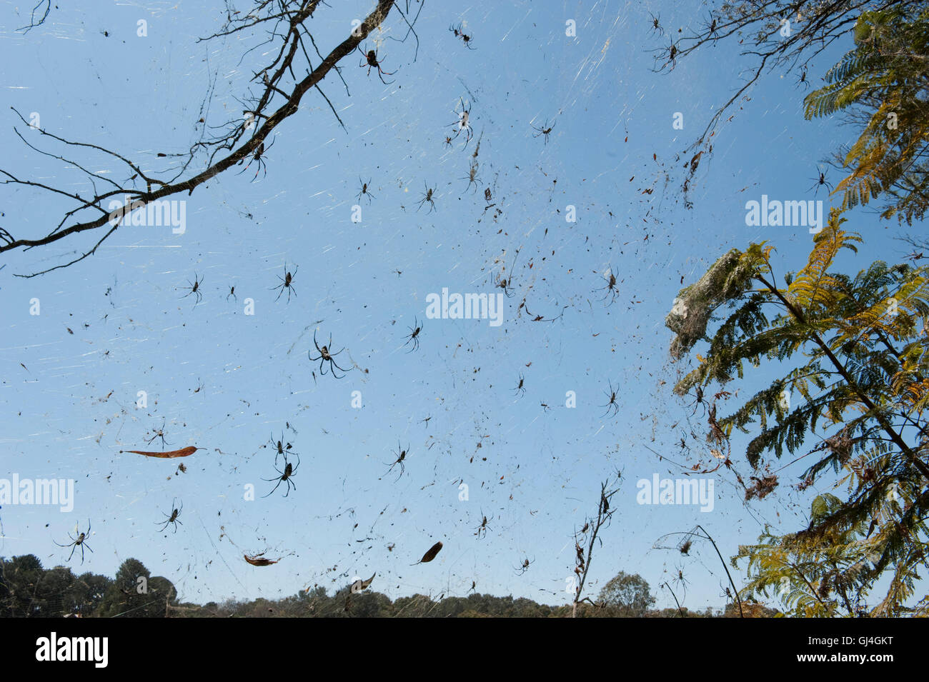 Spiders Web Tsarasaotra Park Antananarivo Stock Photo