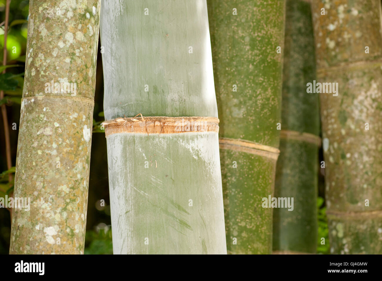 Giant Bamboo Cathariostachys madagascariensis Madagascar Stock Photo