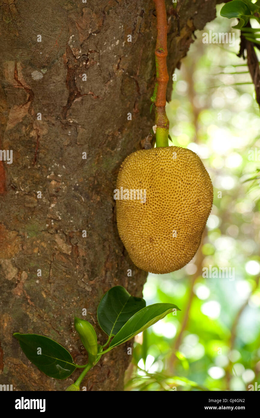Jackfruit Artocarpus heterophyllus Madagascar Stock Photo
