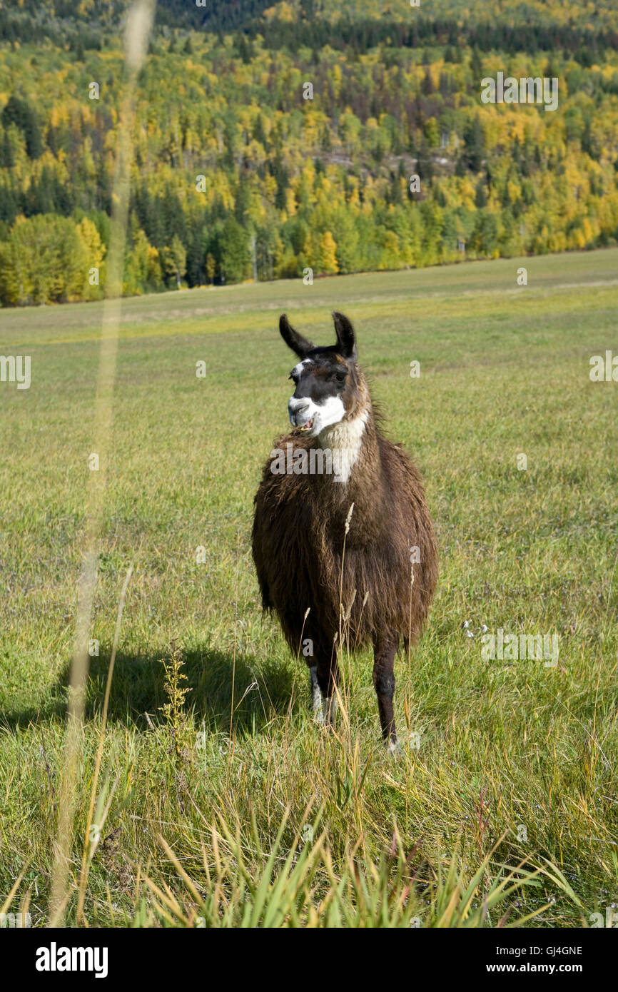 Llama have such interesting looks Stock Photo