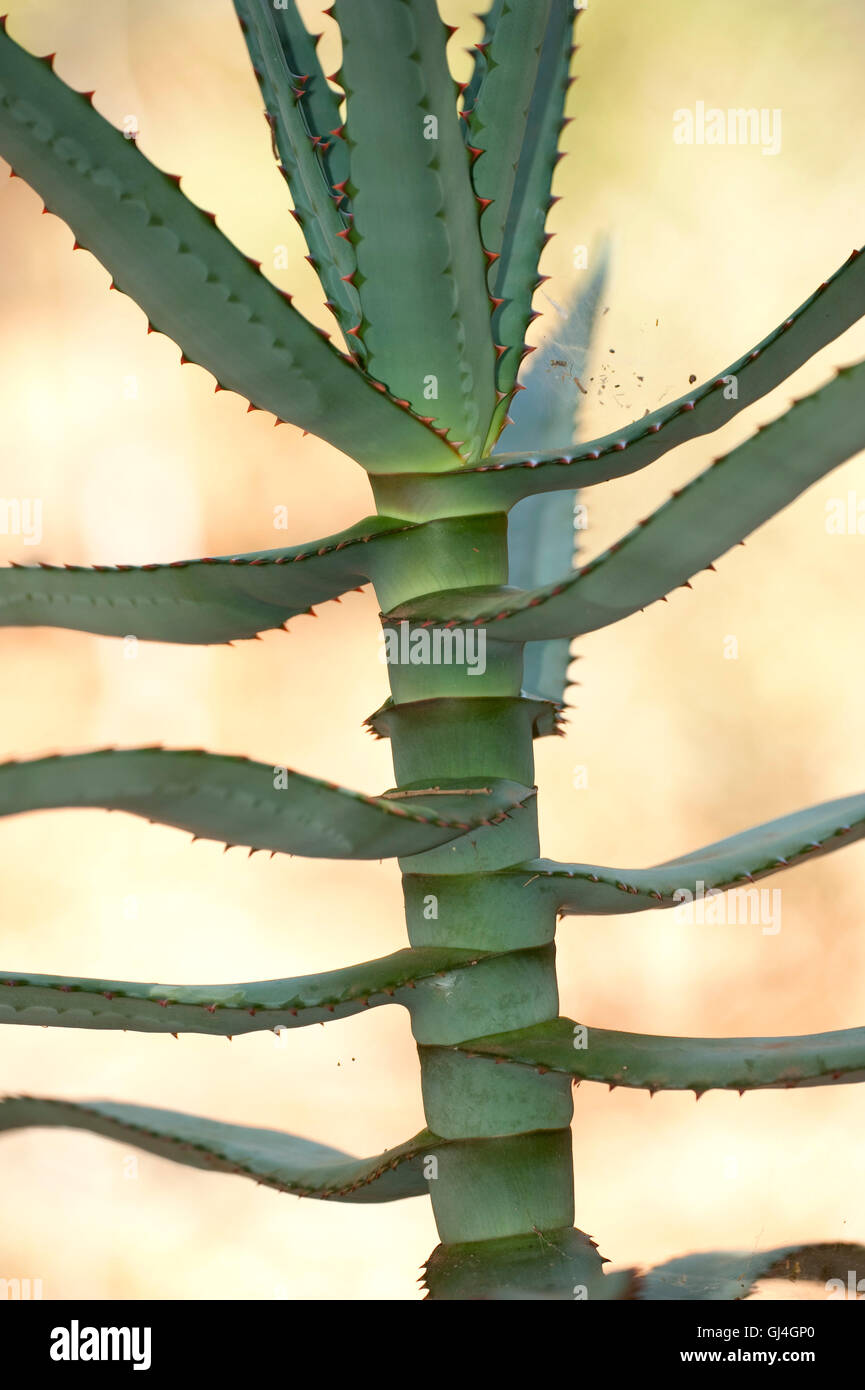 Cactus species Berenty National Park Madagascar Stock Photo