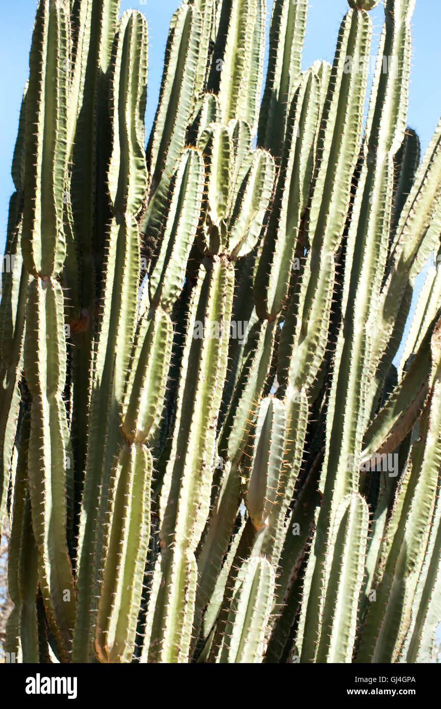 Cactus species Berenty National Park Madagascar Stock Photo