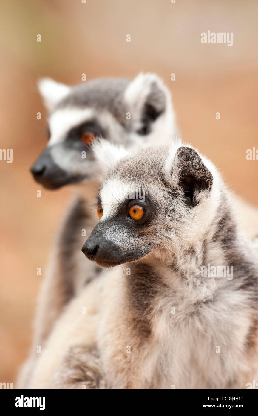 Ring Tailed Lemur Lemur catta Madagascar Stock Photo