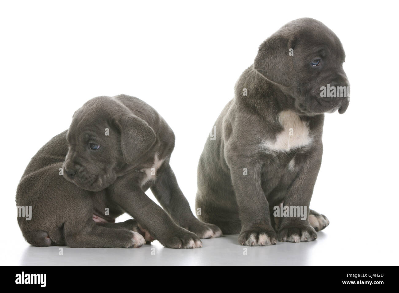 Sitting Cane Corso Stock Photos Sitting Cane Corso Stock