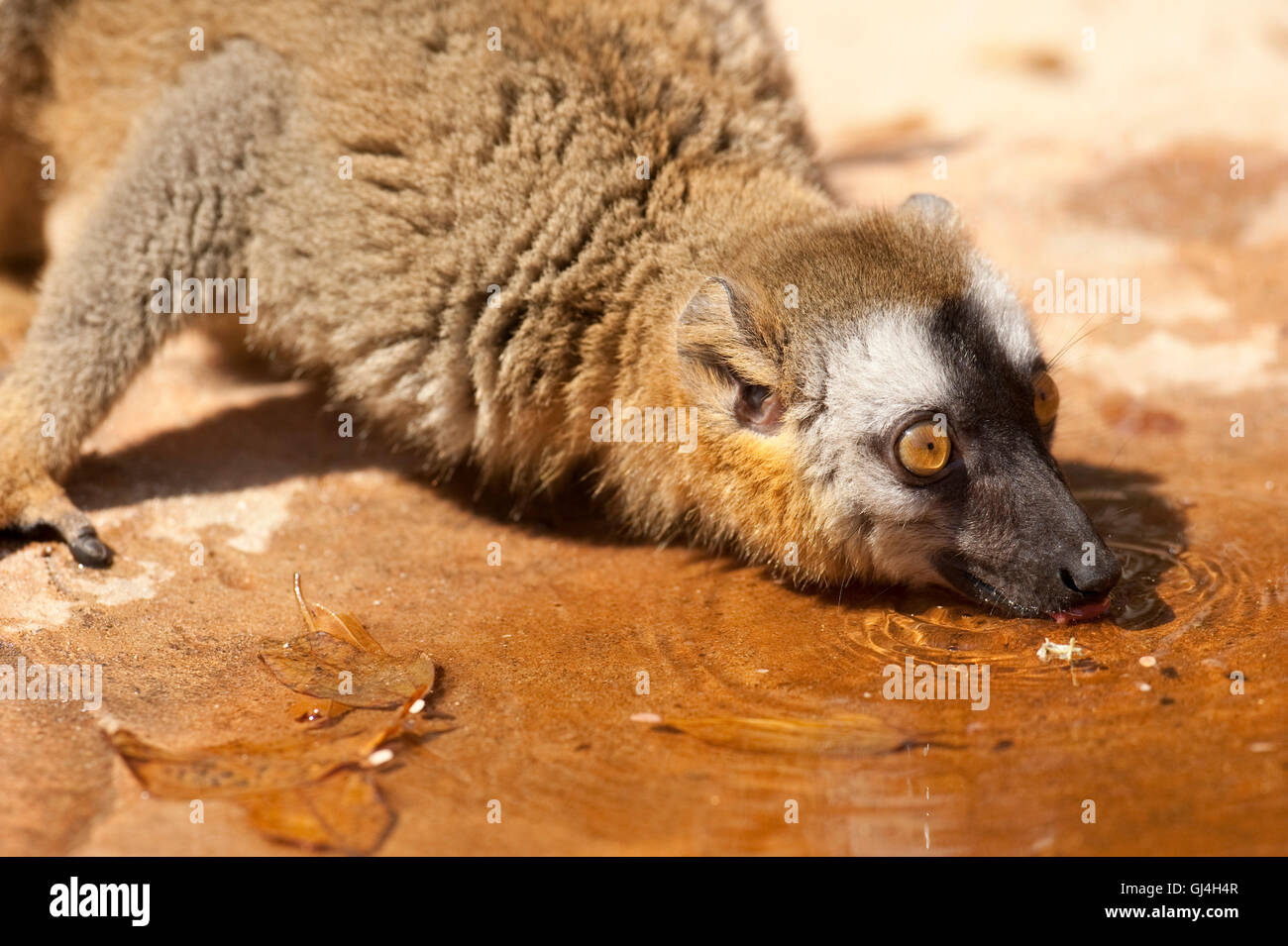 Red-fronted lemur Eulemur rufifrons Madagascar Stock Photo