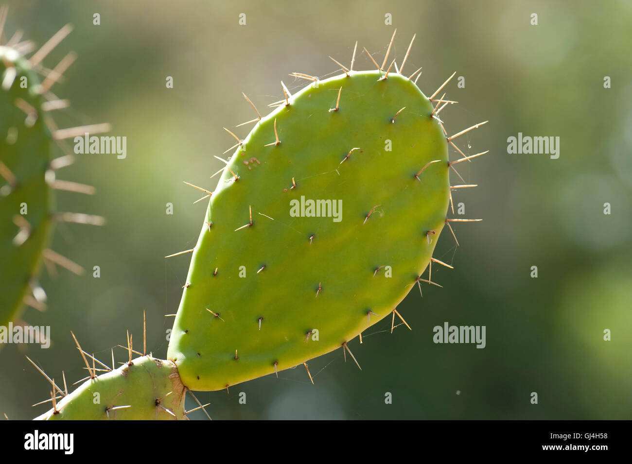 Prickly Pear Cactus Opuntia ficus-indica Madagascar Stock Photo