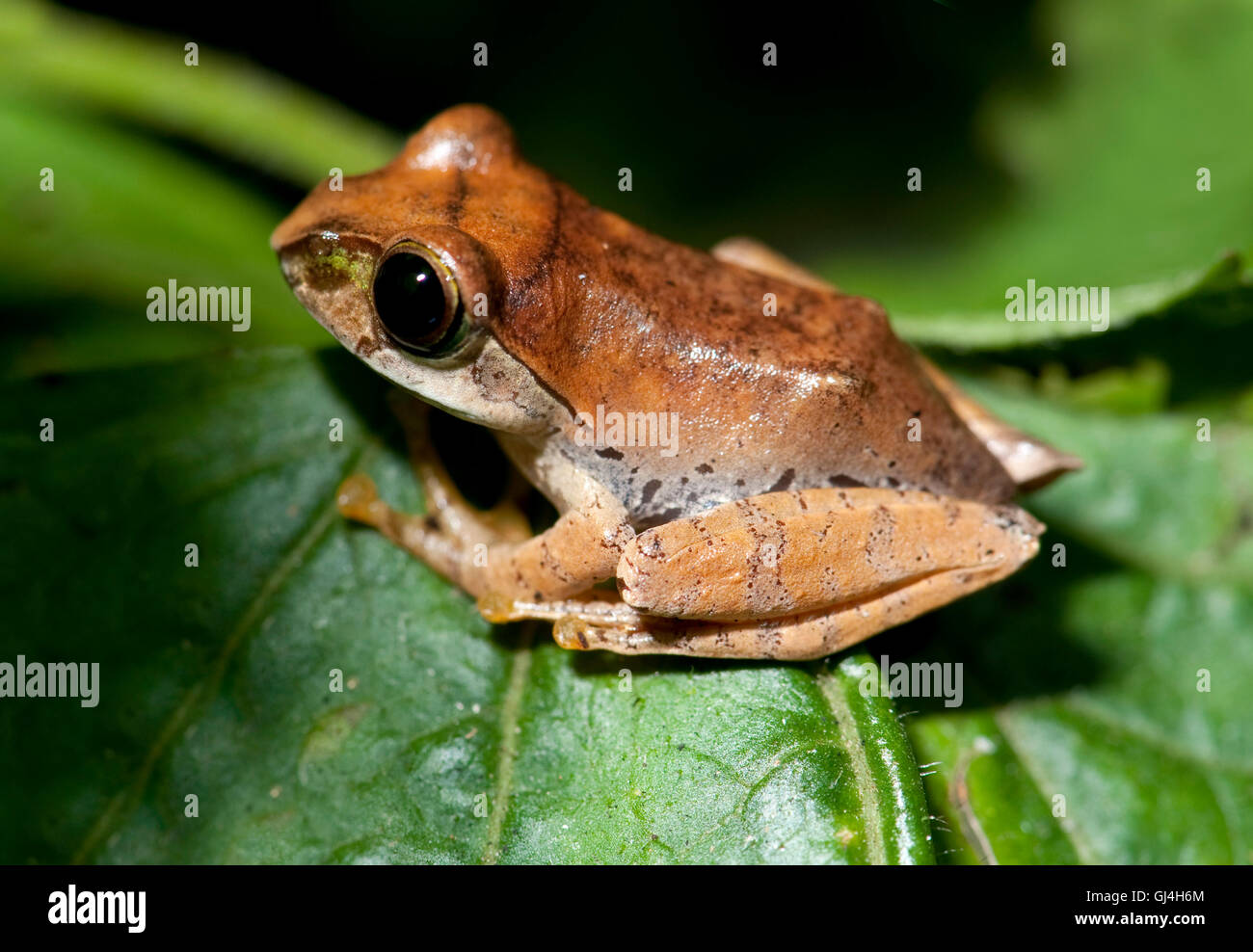 Madagascar Jumping Frog Aglyptodactylus madagascariensis Stock Photo