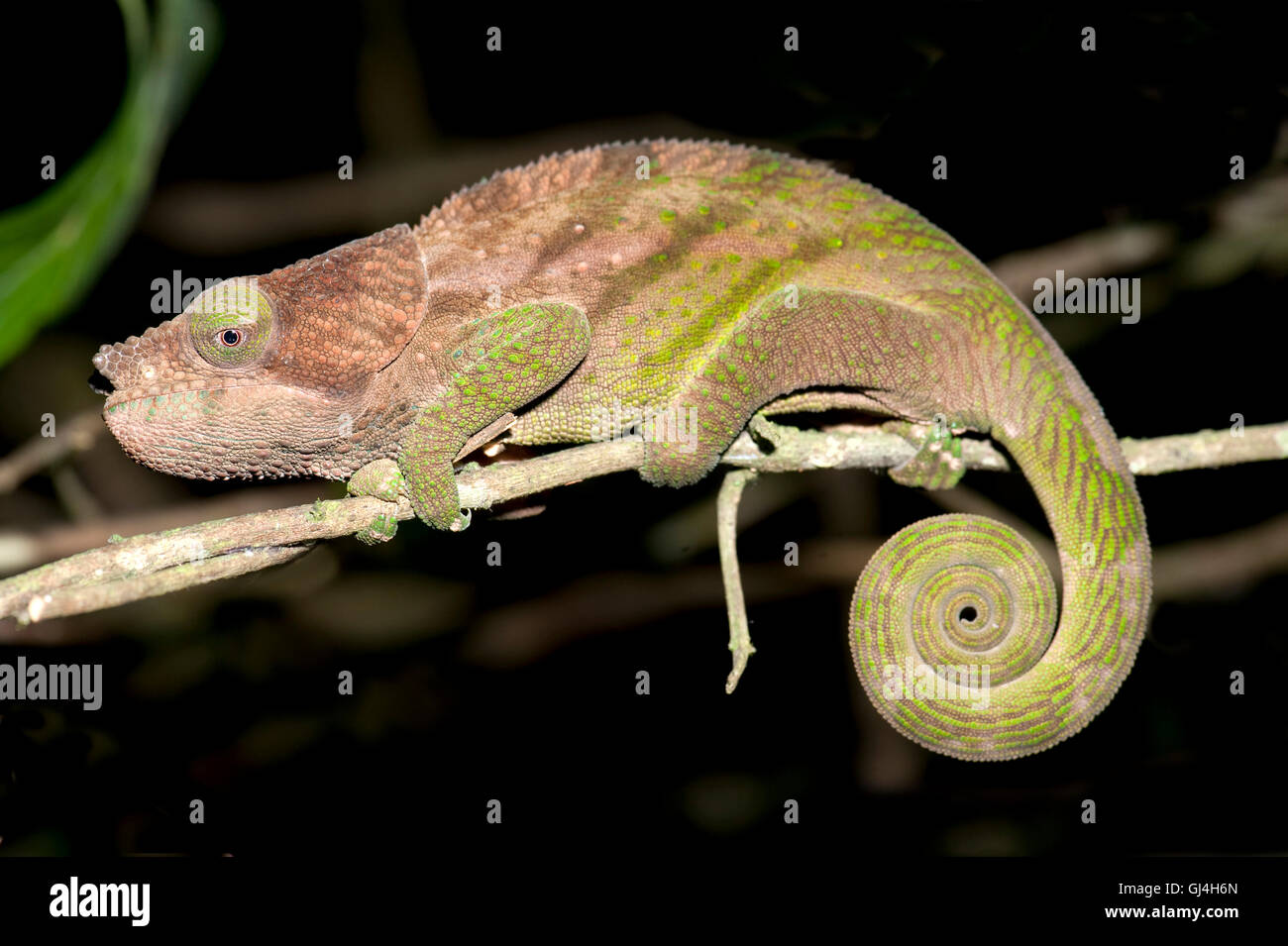 O'Shaughnessy's Chameleon Madagascar Stock Photo Alamy