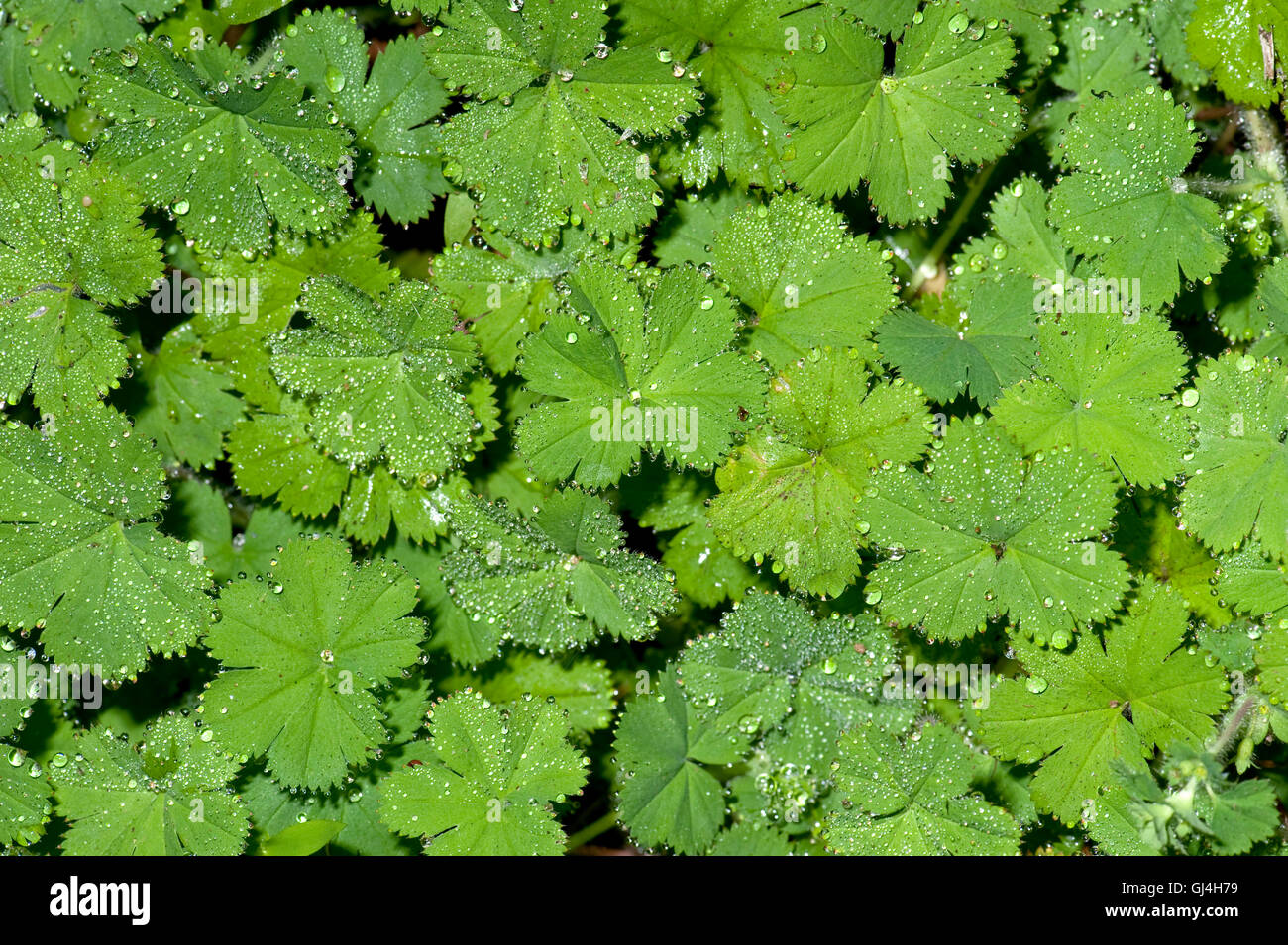 Leaves with raindrops Madagascar Stock Photo
