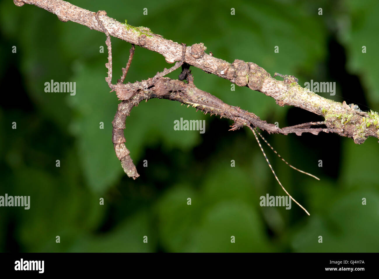 Giant Stick Insect Phasmida sp. Madagascar Stock Photo - Alamy