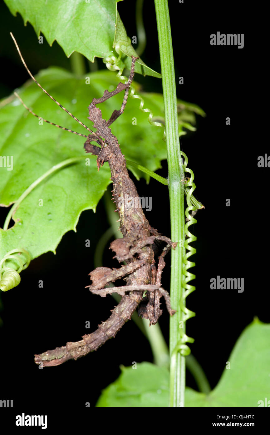 Giant Stick Insect Phasmida sp. Madagascar Stock Photo - Alamy