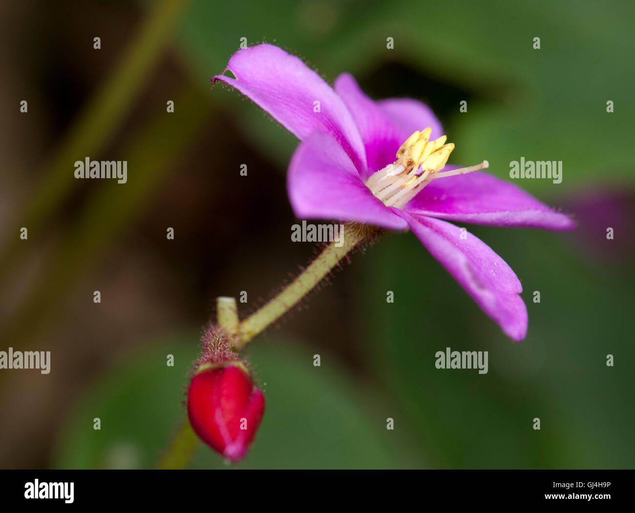 Flower Madagascar Stock Photo