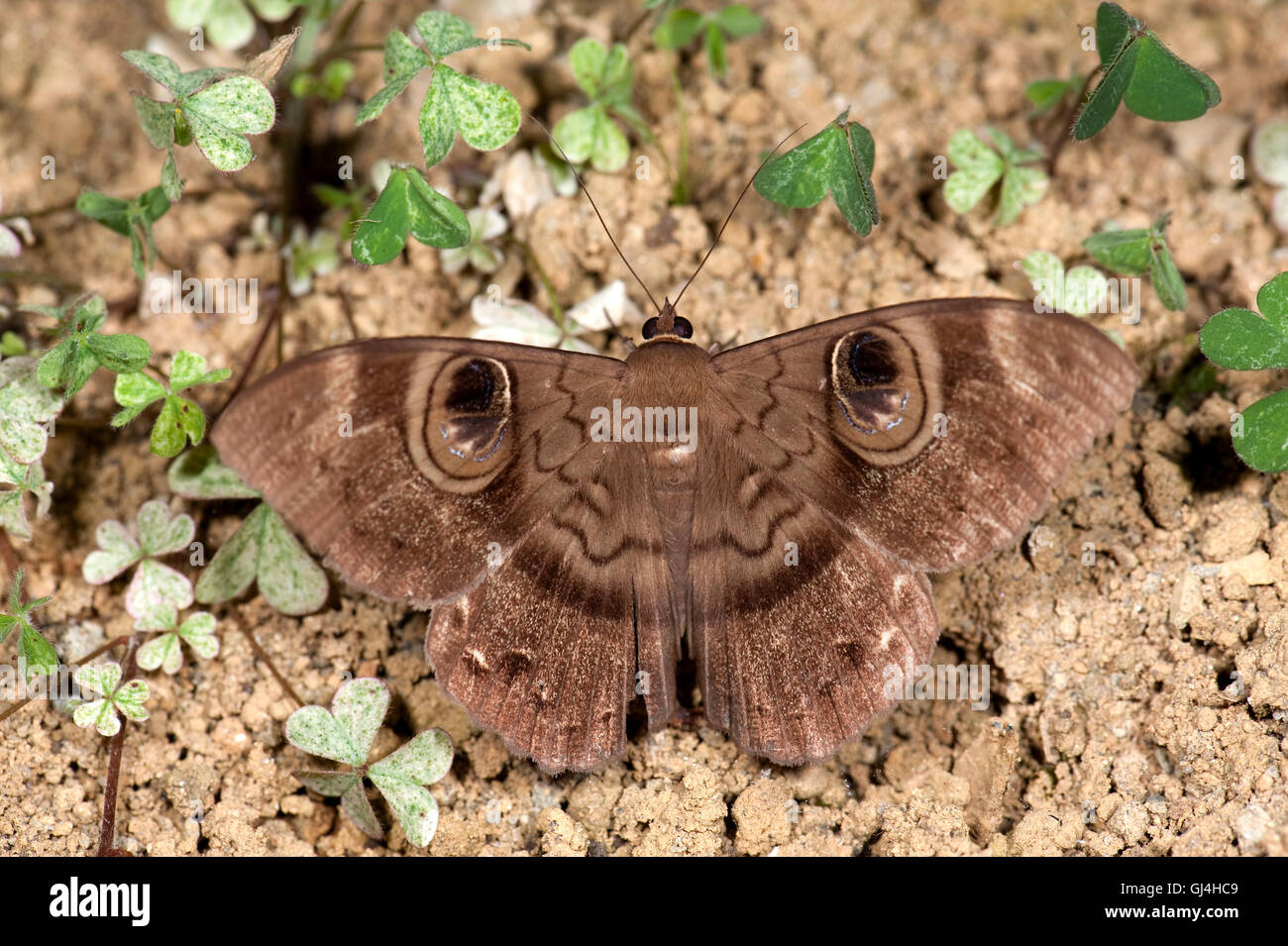 Owl Moth Erebus Sp. Madagascar Stock Photo
