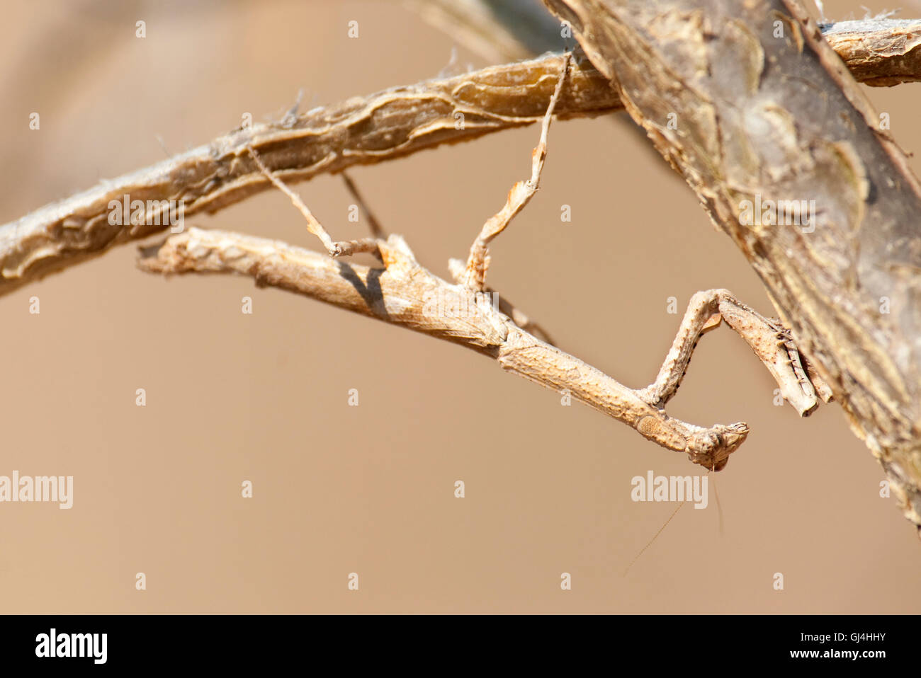 Praying mantis Mantodea Madagascar Stock Photo