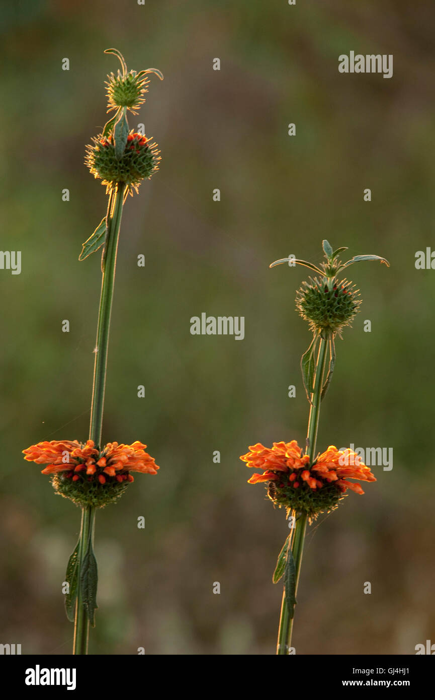 Orange flower & seedhead Madagascar Stock Photo