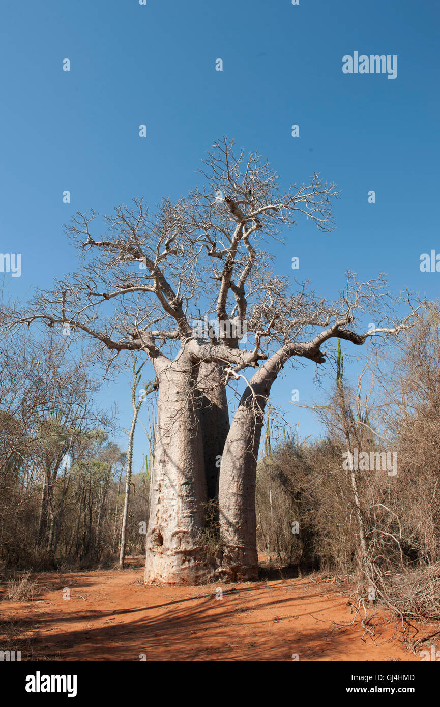 Baobab Tree Madagascar Stock Photo