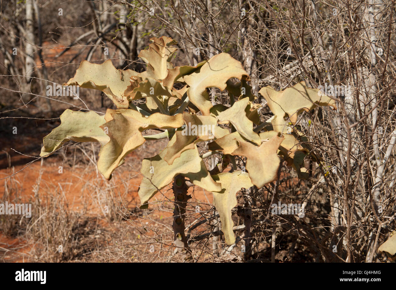 Succulent Plant Madagascar Stock Photo