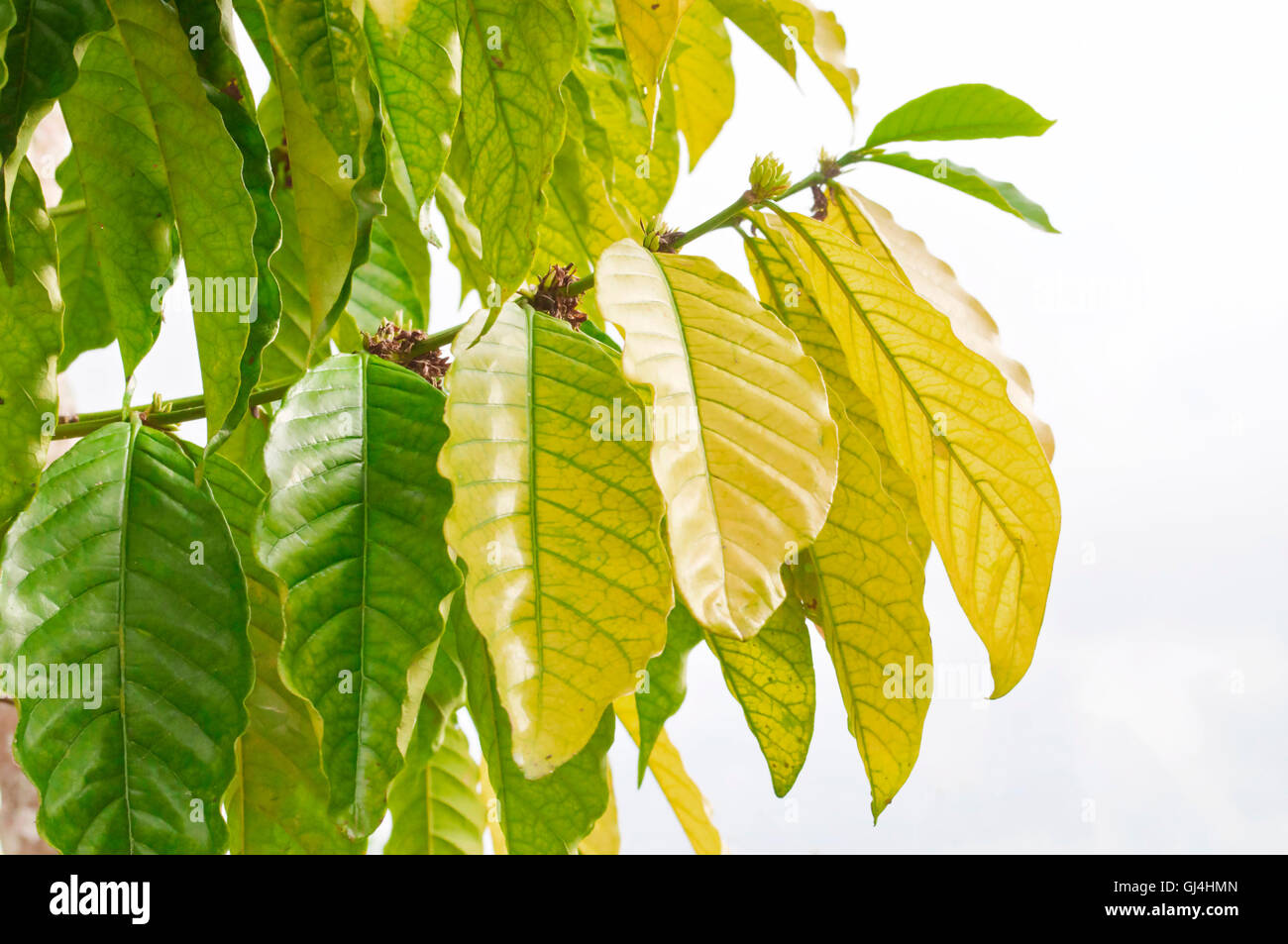 how to dry wet tobacco quickly How to Rehydrate Your Dry Tobacco how to dry wet tobacco quickly How to Rehydrate Your Dry Tobacco