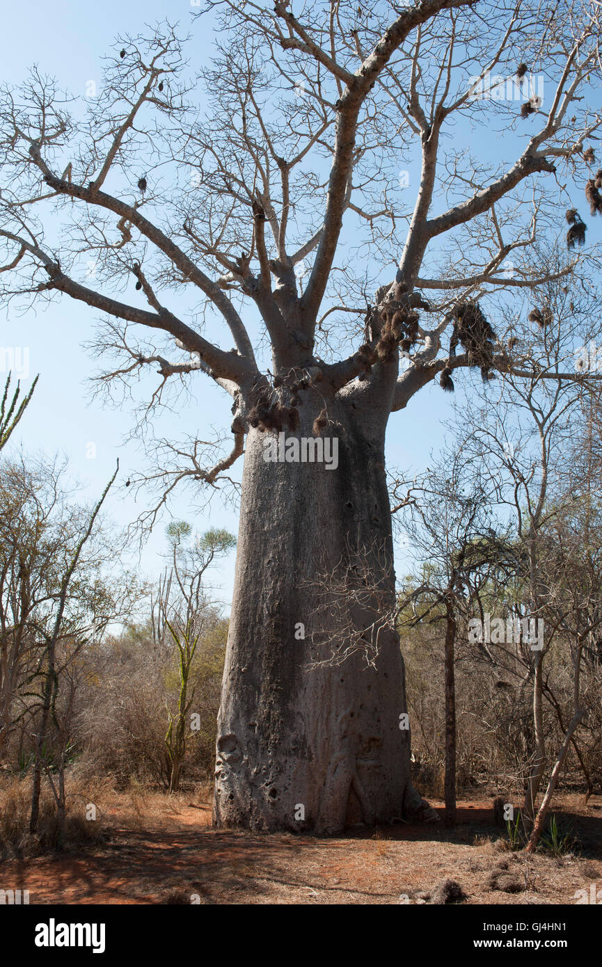 Baobab Tree Madagascar Stock Photo