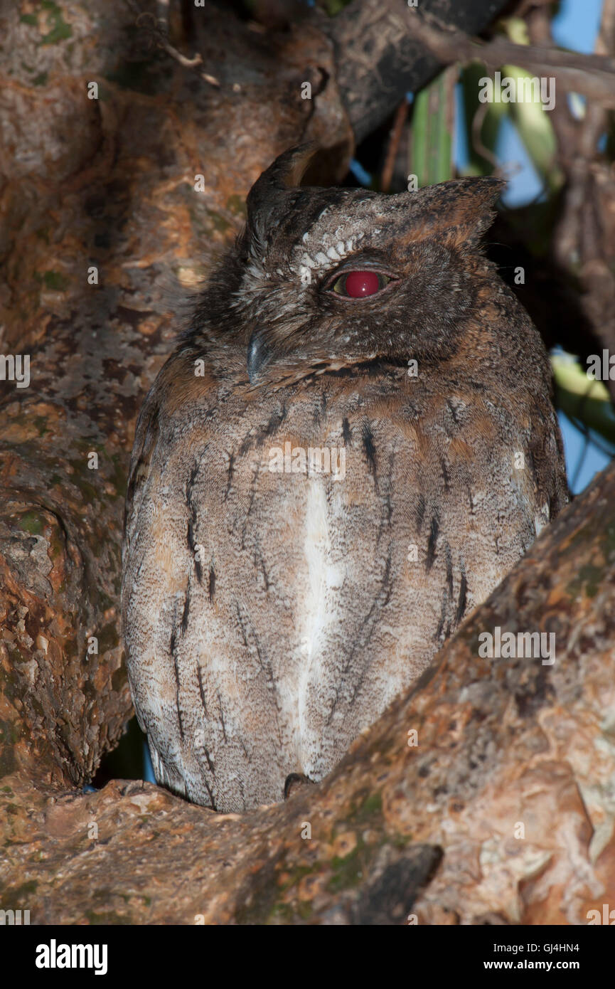 Madagascar Scops Owl Otus rutilus Stock Photo