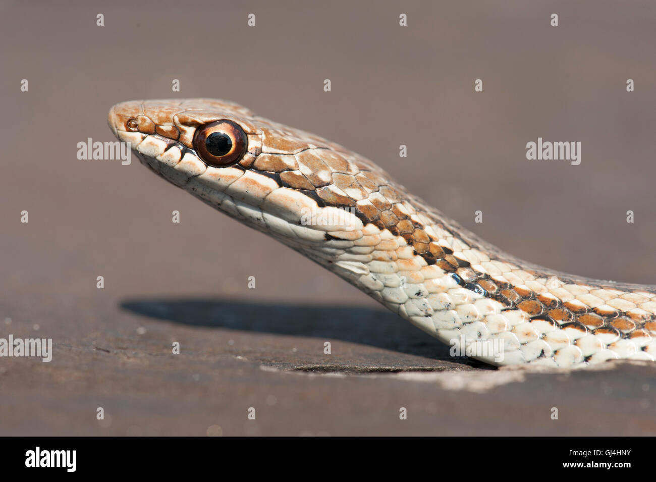 Common Big Eyed Snake Mimophis mahfalensis Stock Photo
