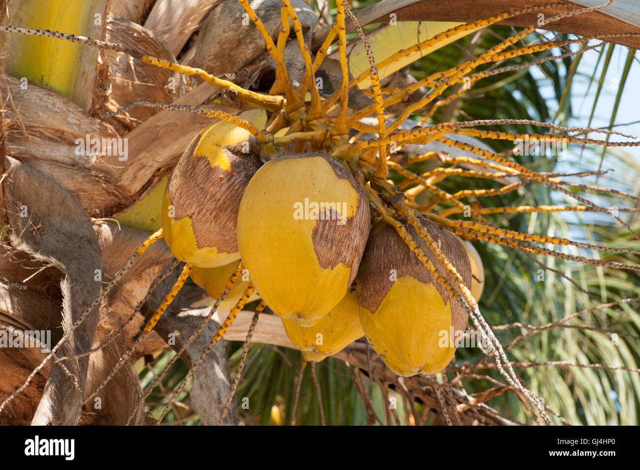 Coconut Palm Fruit Madagascar Stock Photo