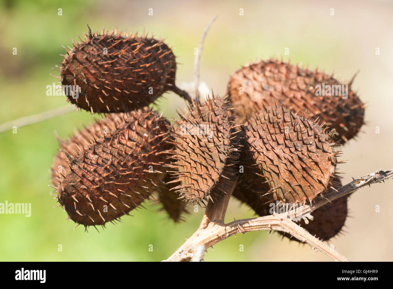 Spiky Seed pod Madagascar Stock Photo