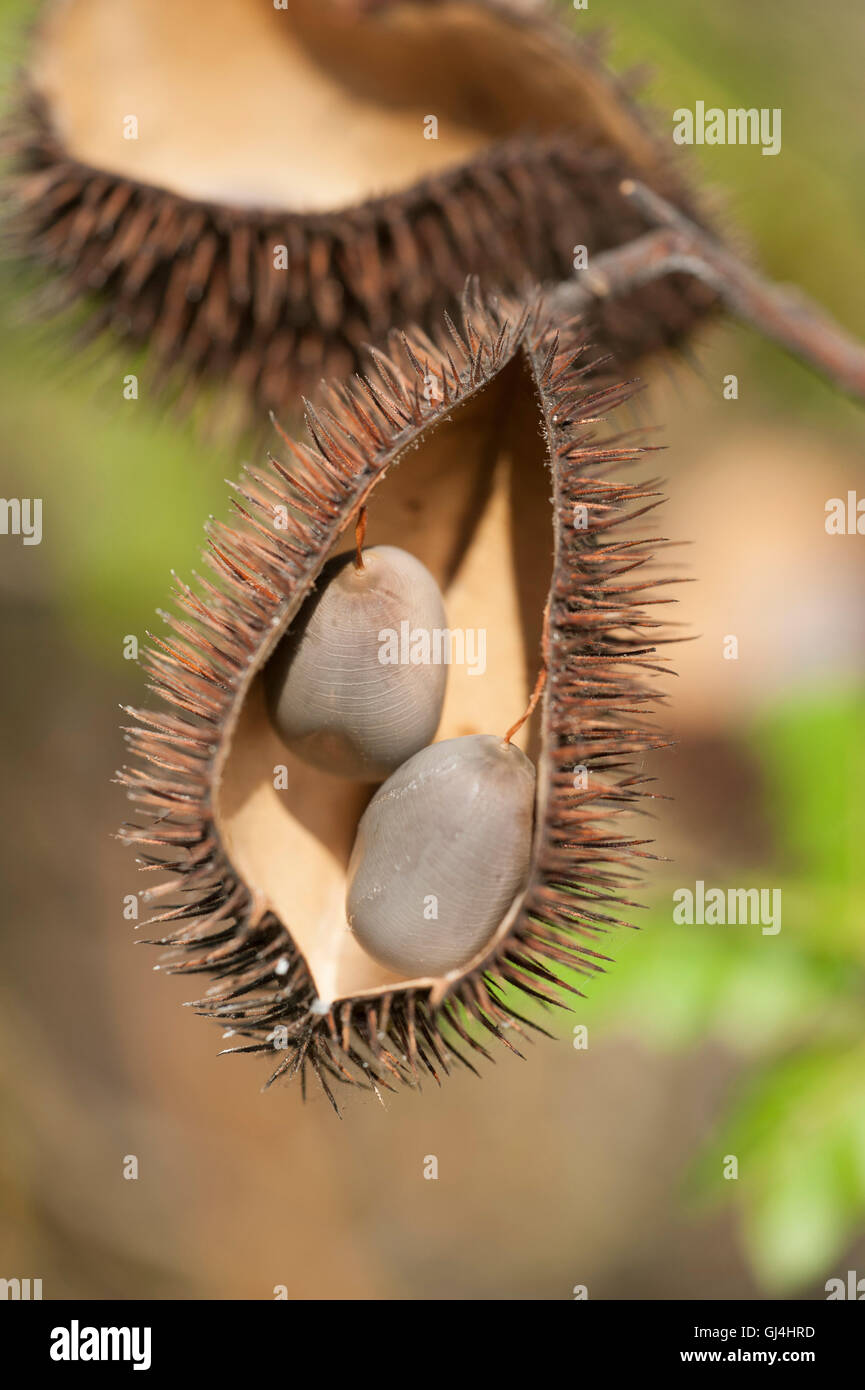 Spiky Seed pod Madagascar Stock Photo