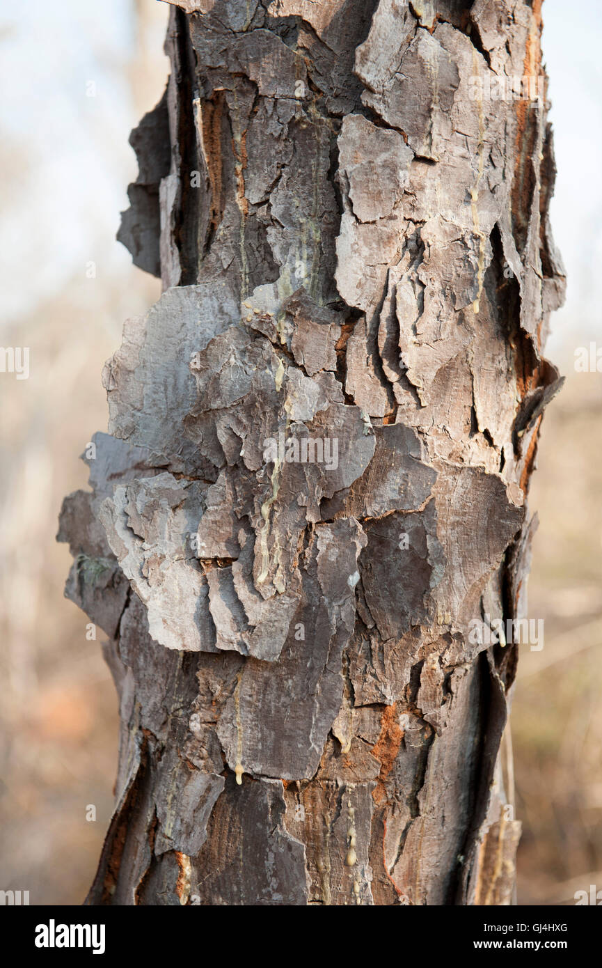 Madagascar Jewel Bark Euphorbia leuconeura Stock Photo