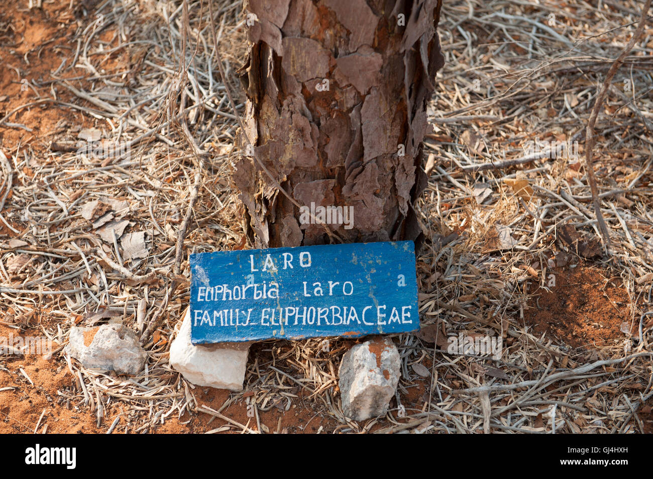 Madagascar Jewel Bark Euphorbia leuconeura Stock Photo