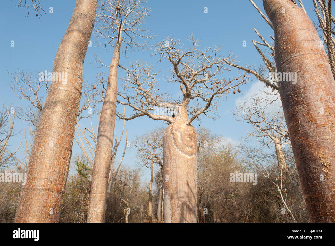 Fony Baobab Adansonia rubrostipa Madagascar Stock Photo