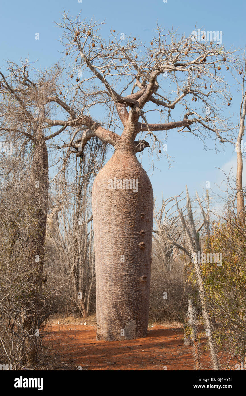 Fony Baobab Adansonia rubrostipa Madagascar Stock Photo